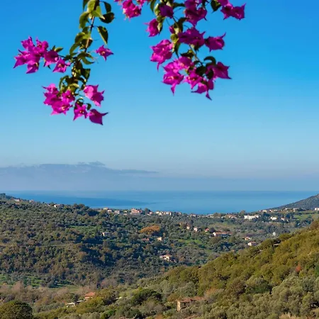 Pet Friendly In * Laureana Cilento